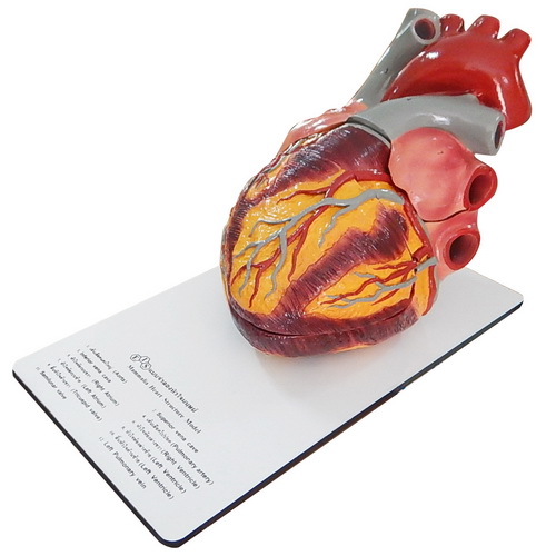 Human Heart Model : Extra – Large