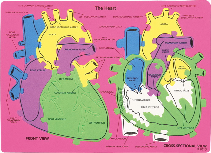 แผ่นต่อภาพหัวใจมนุษย์ (Human Heart Puzzle)