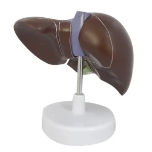 Human Liver Model
