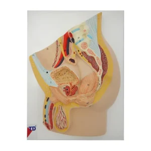 Human Male Reproductive System