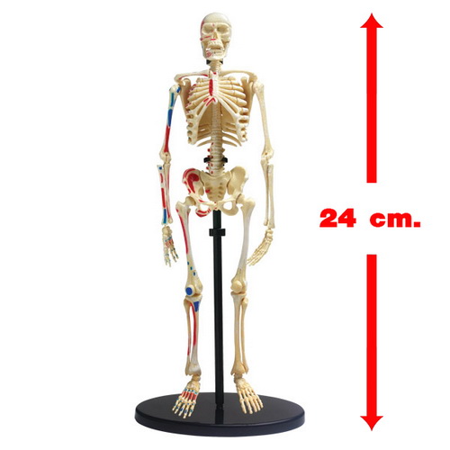 Human Skeleton Model DIY size