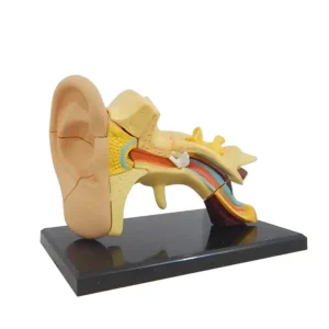 Mini Ear Model