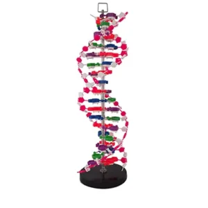 หุ่นจำลอง DNA