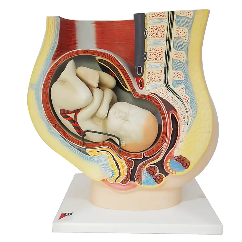 Model Of 9 Months Pregnant