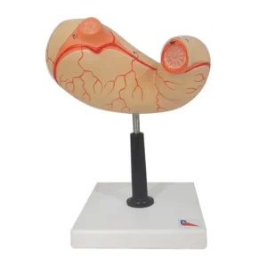 Model of Human Stomach