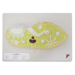 หุ่นจำลองพารามีเซียม