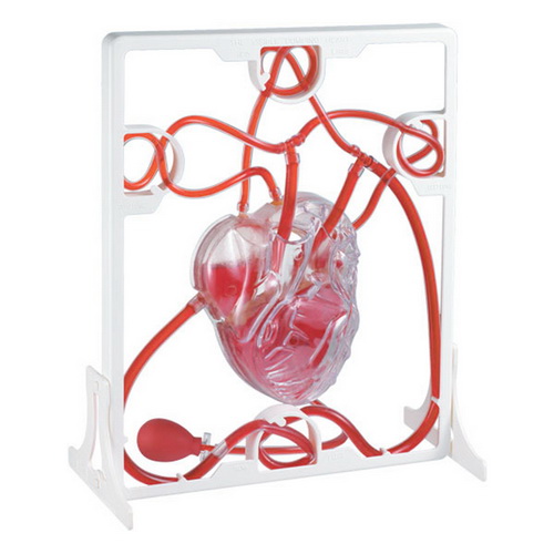 หุ่นจำลองการทำงานของหัวใจ (Pumping Heart)