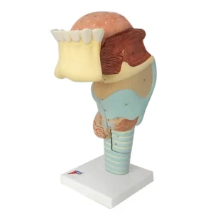 Teeth with Tongue and Larynx