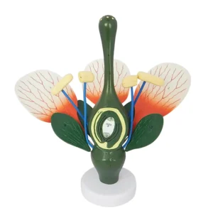 Typical Dicot Flower Model