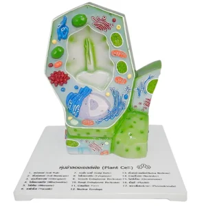 Typical Plant Cell Model