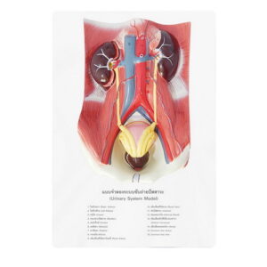 แบบจำลองระบบขับถ่าย (ไต-กระเพาะปัสสาวะ ถอดประกอบได้)