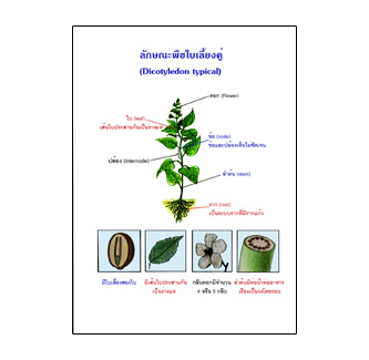 แผ่นใส ชุดโครงสร้างพืช (9 แผ่น/ชุด)