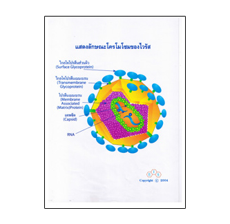 แผ่นใส ชุด DNA ลักษณะพันธุกรรม (16 แผ่น/ชุด)