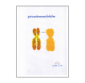 แผ่นใส ชุด DNA ลักษณะพันธุกรรม (16 แผ่น/ชุด)