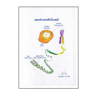 แผ่นใส ชุด DNA ลักษณะพันธุกรรม (16 แผ่น/ชุด)