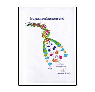 แผ่นใส ชุด DNA ลักษณะพันธุกรรม (16 แผ่น/ชุด)