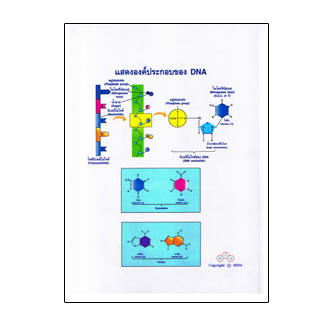 แผ่นใส ชุด DNA ลักษณะพันธุกรรม (16 แผ่น/ชุด)