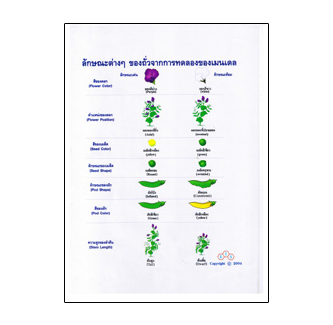แผ่นใส ชุด DNA ลักษณะพันธุกรรม (16 แผ่น/ชุด)