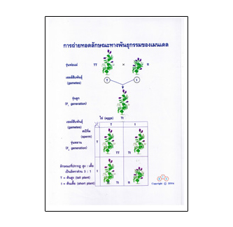 แผ่นใส ชุด DNA ลักษณะพันธุกรรม (16 แผ่น/ชุด)