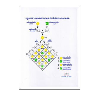 แผ่นใส ชุด DNA ลักษณะพันธุกรรม (16 แผ่น/ชุด)
