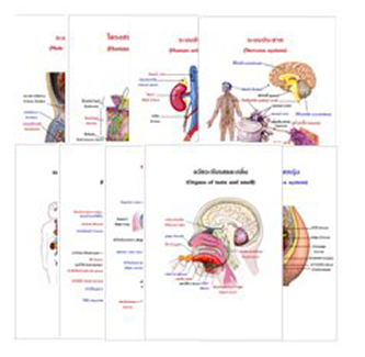 แผ่นใส ชุดร่างกายและระบบกลไกมนุษย์ (16 แผ่น/ชุด)