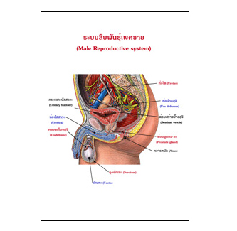 แผ่นใส ชุดร่างกายและระบบกลไกมนุษย์ (16 แผ่น/ชุด)