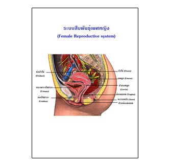 แผ่นใส ชุดร่างกายและระบบกลไกมนุษย์ (16 แผ่น/ชุด)