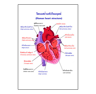 แผ่นใส ชุดร่างกายและระบบกลไกมนุษย์ (16 แผ่น/ชุด)