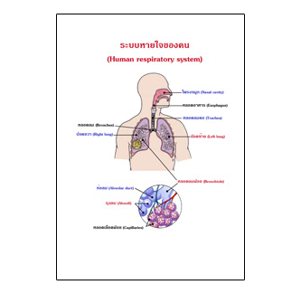 แผ่นใส ชุดร่างกายและระบบกลไกมนุษย์ (16 แผ่น/ชุด)