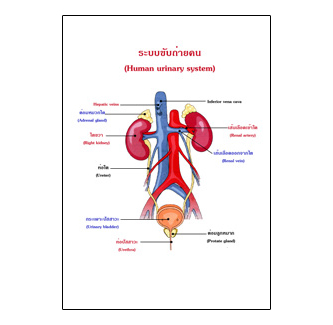 แผ่นใส ชุดร่างกายและระบบกลไกมนุษย์ (16 แผ่น/ชุด)