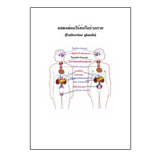 แผ่นใส ชุดร่างกายและระบบกลไกมนุษย์ (16 แผ่น/ชุด)