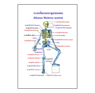 แผ่นใส ชุดร่างกายและระบบกลไกมนุษย์ (16 แผ่น/ชุด)