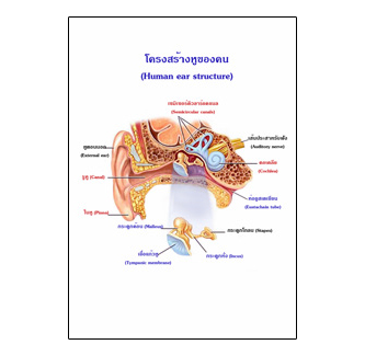 แผ่นใส ชุดร่างกายและระบบกลไกมนุษย์ (16 แผ่น/ชุด)