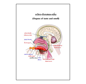 แผ่นใส ชุดร่างกายและระบบกลไกมนุษย์ (16 แผ่น/ชุด)