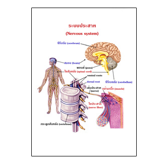 แผ่นใส ชุดร่างกายและระบบกลไกมนุษย์ (16 แผ่น/ชุด)