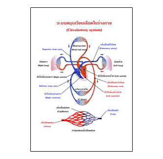 แผ่นใส ชุดร่างกายและระบบกลไกมนุษย์ (16 แผ่น/ชุด)