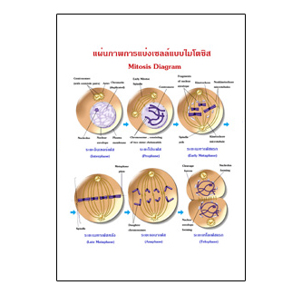 แผ่นใส ชุดเซลล์และการแบ่งเซลล์ (9 แผ่น/ชุด)