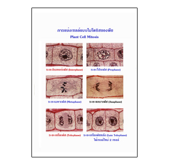 แผ่นใส ชุดเซลล์และการแบ่งเซลล์ (9 แผ่น/ชุด)