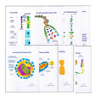 แผ่นใส ชุด DNA ลักษณะพันธุกรรม (16 แผ่น/ชุด)