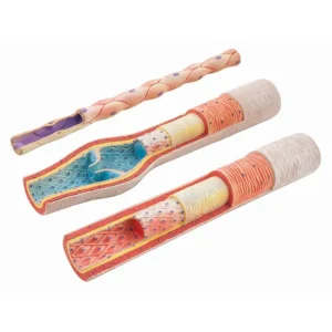 หุ่นจำลองหลอดเลือด 3 แบบ