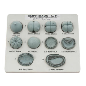 แบบจำลองพัฒนาการเอ็มบริโอของ Amphioxus