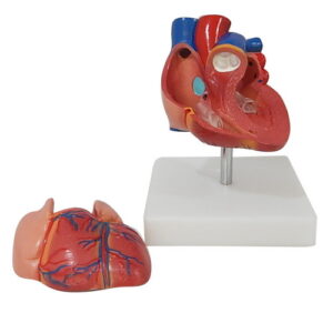 หุ่นจำลองหัวใจเล็ก