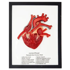 Mammal Heart