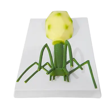 หุ่นจำลองไวรัส 4 แบบ - Image 4