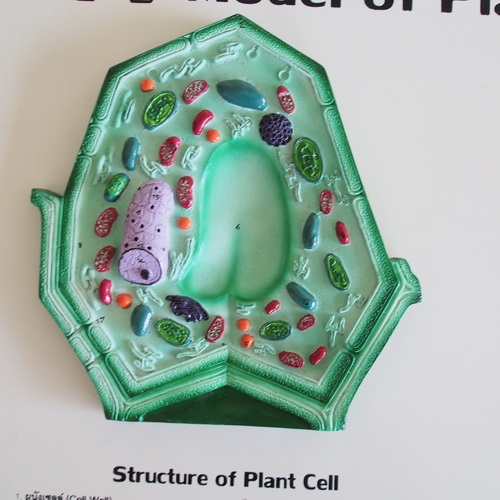 แบบจำลองการเปรียบเทียบเซลล์พืชและเซลล์สัตว์ (Comparison of Animal Cell and Plant Cell) เซลล์พืช