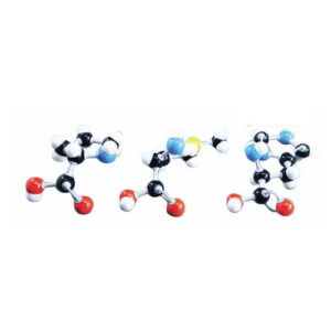 แบบจำลองโครงสร้างกรดอะมิโน