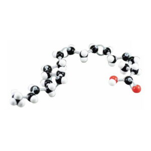 แบบจำลองโครงสร้างกรดไขมัน