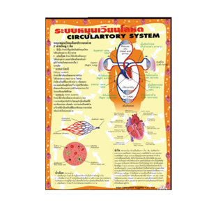 ระบบหมุนเวียนโลหิต
