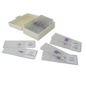 ชุดสไลด์ถาวรมะเร็งและความผิดปกติของเซลล์