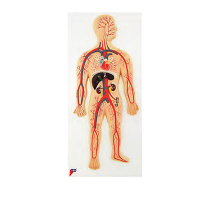 Blood Circulation1